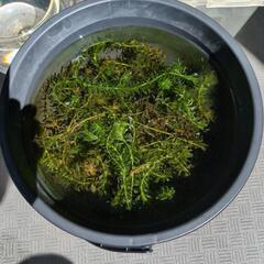 白メダカ＋水草の画像