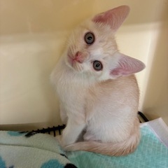 🐈可愛いさ全開‼️里親様募集します🐈