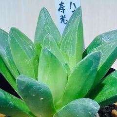 【ハオルチア】寿光（2.5号ポット付き）の画像