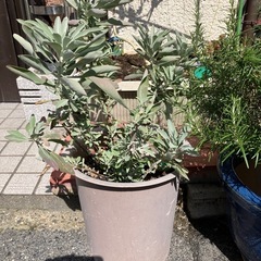 ホワイトセージの画像