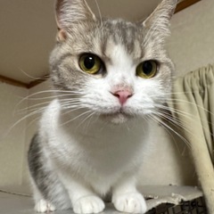 ブリティッシュショートヘアー - 猫