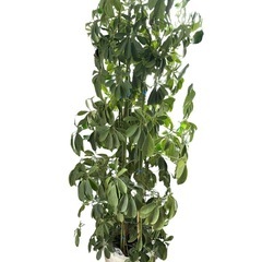 【観葉植物】シェフレラの画像