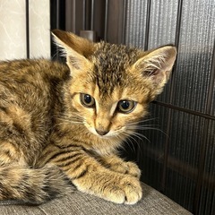 素敵なご家族の一員にしてください😊