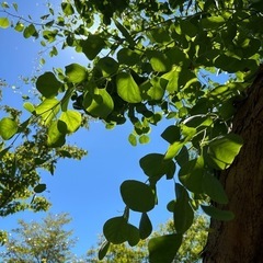 ポポラスの枝の画像