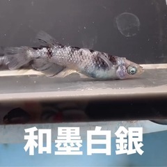 めだか販売の画像
