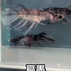 めだか販売の画像
