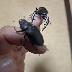 ノコギリクワガタペアの画像