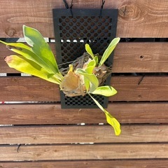 コウモリラン　ビフルカツム　板付　ビカクシダ　の画像