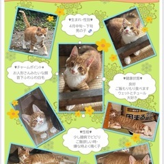 茶トラ君の里親さん募集です🐯！
