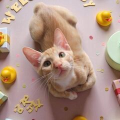 7月27日(日)三鷹で猫の譲渡会💐🌟🩷新たな子猫特集🩵☄️…