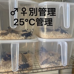 天然WDカブト虫♂♀ペア【飼育セットエサ付】カブトムシクワガタの画像