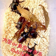 天然WDカブト虫♂♀ペア【飼育セットエサ付】カブトムシクワガタの画像