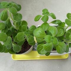 アロマティカス　中サイズ　１つの画像