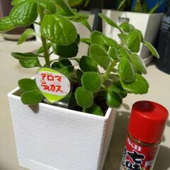 アロマティカス　中サイズ　１つの画像