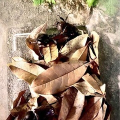 天然WDカブト虫♂♀ペア【飼育セット付】カブトムシクワガタの画像