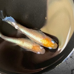 メダカ　レッドクリフ紅白タイプ✨幼魚１０匹＋保証分の画像