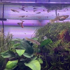 グッピーメス3匹（妊娠の可能性あり）と稚魚（雌雄不明）20匹程の画像