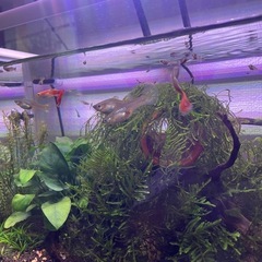 グッピーメス3匹（妊娠の可能性あり）と稚魚（雌雄不明）20匹程の画像