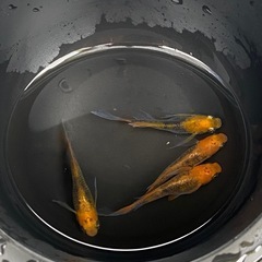 メダカ　竜章鳳姿②✨針子20匹＋保証分の画像