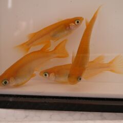 No.88【②楊貴妃メダカ　稚魚 10匹 100円】の画像
