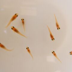 No.88【②楊貴妃メダカ　稚魚 10匹 100円】の画像