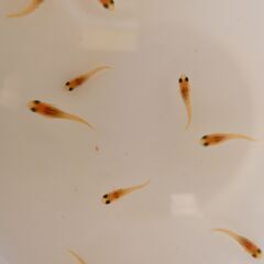 No.88【②楊貴妃メダカ　稚魚 10匹 100円】の画像