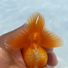 （2514）宇野系らんちゅう 4歳魚　雄　11.5cm     本筋　　極上物の画像