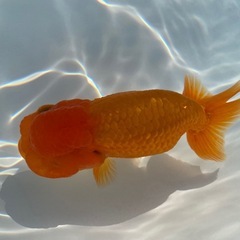 （2514）宇野系らんちゅう 4歳魚　雄　11.5cm     本筋　　極上物の画像