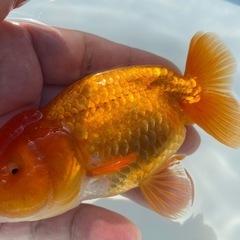 （2514）宇野系らんちゅう 4歳魚　雄　11.5cm     本筋　　極上物の画像