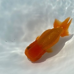 （2514）宇野系らんちゅう 4歳魚　雄　11.5cm     本筋　　極上物の画像