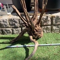 大きめ流木の画像