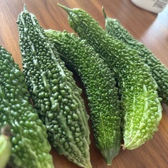 小さいゴーヤの画像
