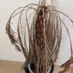 植木、植木鉢の画像