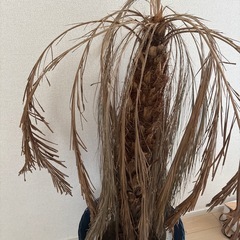 植木、植木鉢の画像