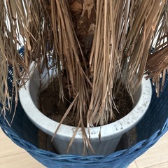 植木、植木鉢の画像