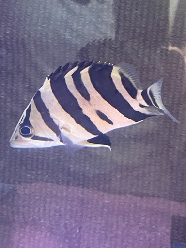 ダトニオ