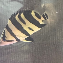ダトニオの画像