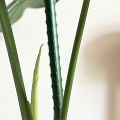 モンステラ　植物、観葉植物の画像