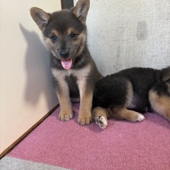 マイペースな男の子8月3日で2ヶ月、里親さん決まりました。