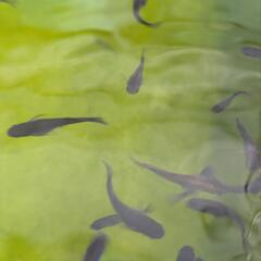 メダカ　信玄　2ペアの画像
