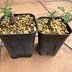 ランキングキーワードに紐づく投稿画像-多肉植物