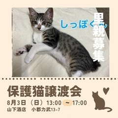 しっぽ君🐾超フレンドリー男子ナデナデ大好き甘えん坊🍀