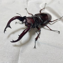 フォルスターフタマタクワガタ　亜種ニシ　即ブリ　配送可能の画像