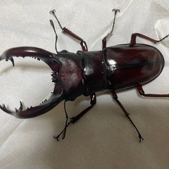 フォルスターフタマタクワガタ　亜種ニシ　即ブリ　配送可能の画像