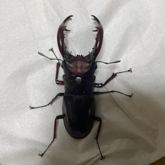 フォルスターフタマタクワガタ　亜種ニシ　即ブリ　配送可能の画像