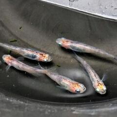 親用烏城三色メダカ5匹（2ペア+♂1匹）の画像