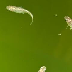メダカ　めだか　金塊　ワンペアの画像