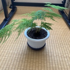 　決まりました。　観葉植物の画像