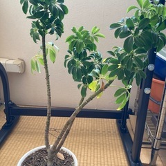 　決まりました。　観葉植物の画像