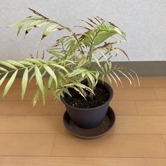 　決まりました。　観葉植物の画像